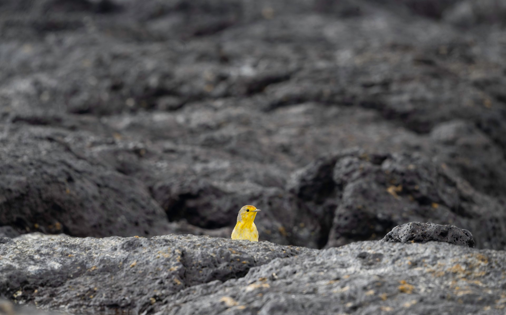 Galápagos yellow warbler, yellow bird on lava rock, Setophaga petechia aureola, Galápagos wildlife photography, endemic Galápagos bird, small yellow songbird, volcanic landscape wildlife, Ecuador birdlife, Galápagos Islands nature photography, bird camouflage lava field
