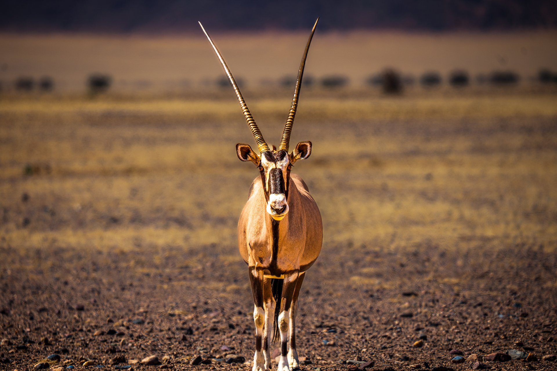 Beisa oryx (Oryx beisa) standing face-on in an open East African grassland, its exceptionally long, straight horns rising symmetrically above its head against a softly blurred horizon.