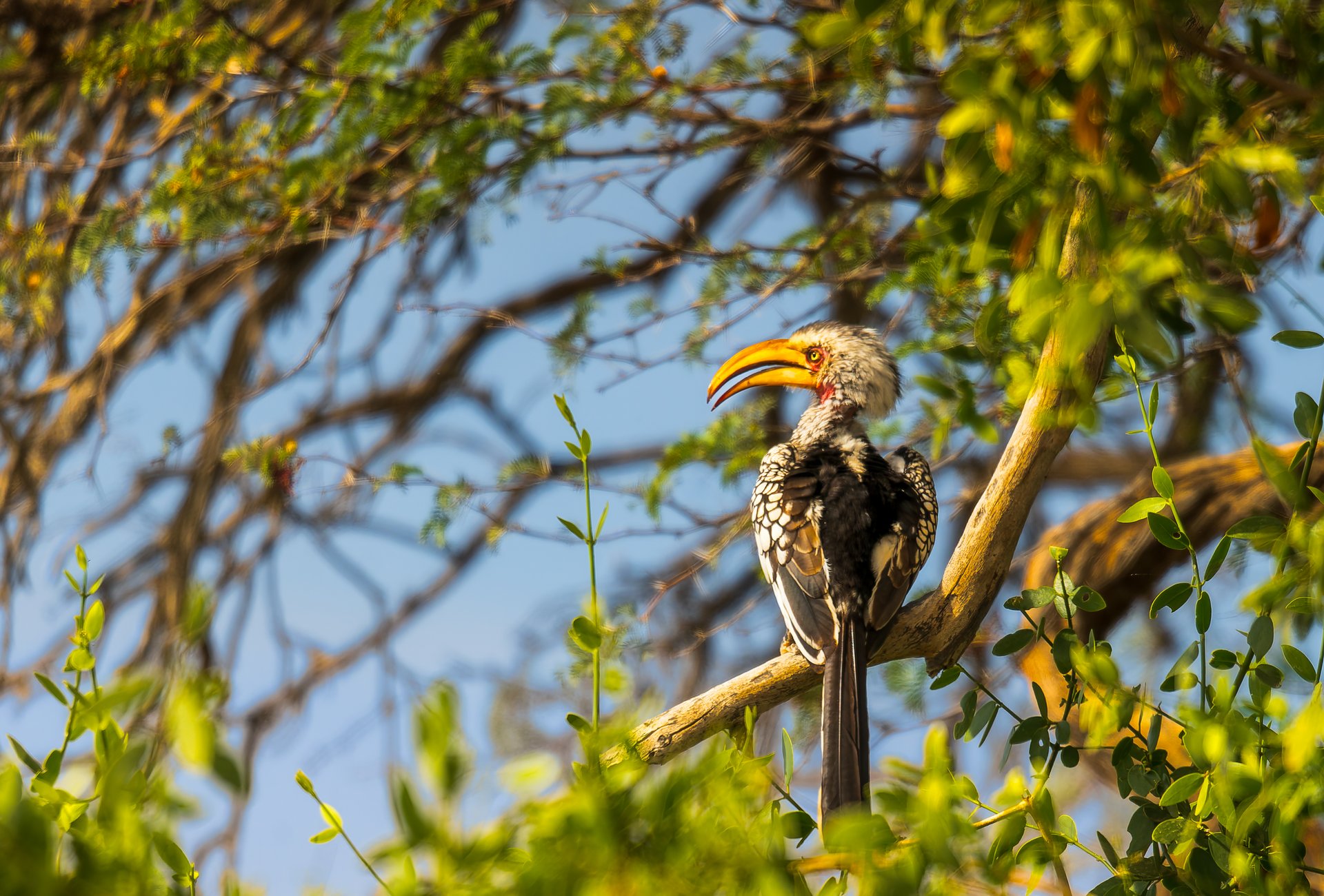 A vibrant hornbill perched on a branch surrounded by green foliage.