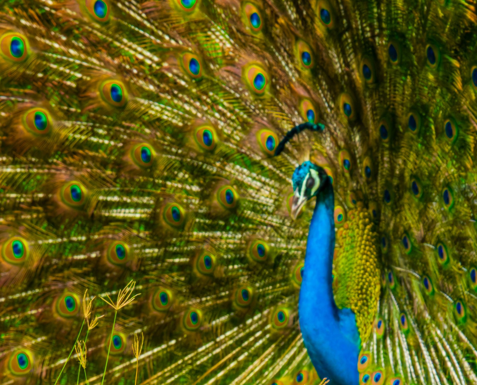 Vibrant peacock displaying its colorful feathers in nature.