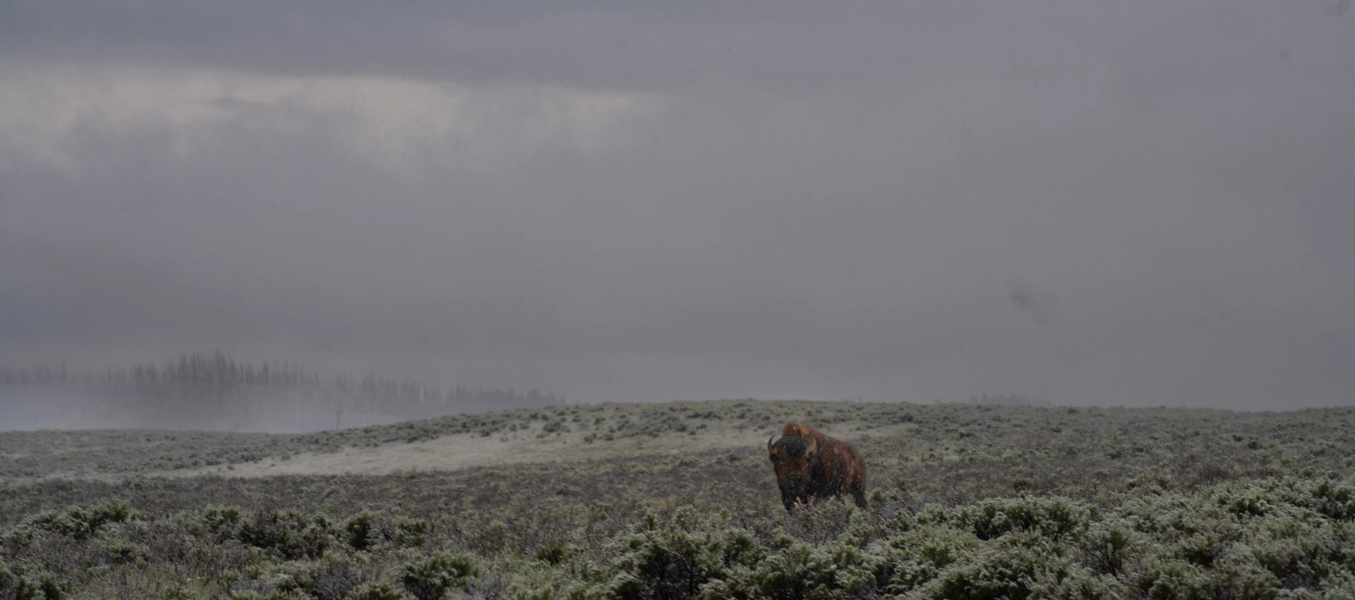 Yellowstone snowy landscape