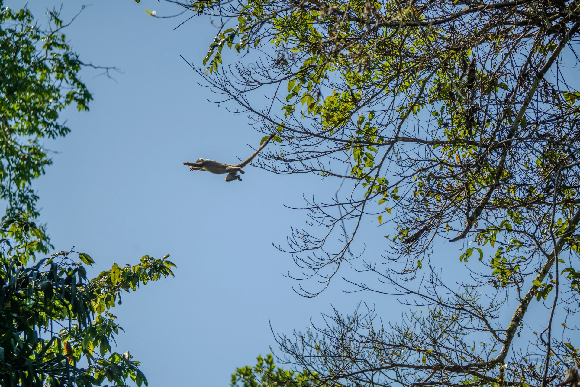Monkey leaping mid-air between tree branches against a clear blue sky in the Amazon rainforest canopy.