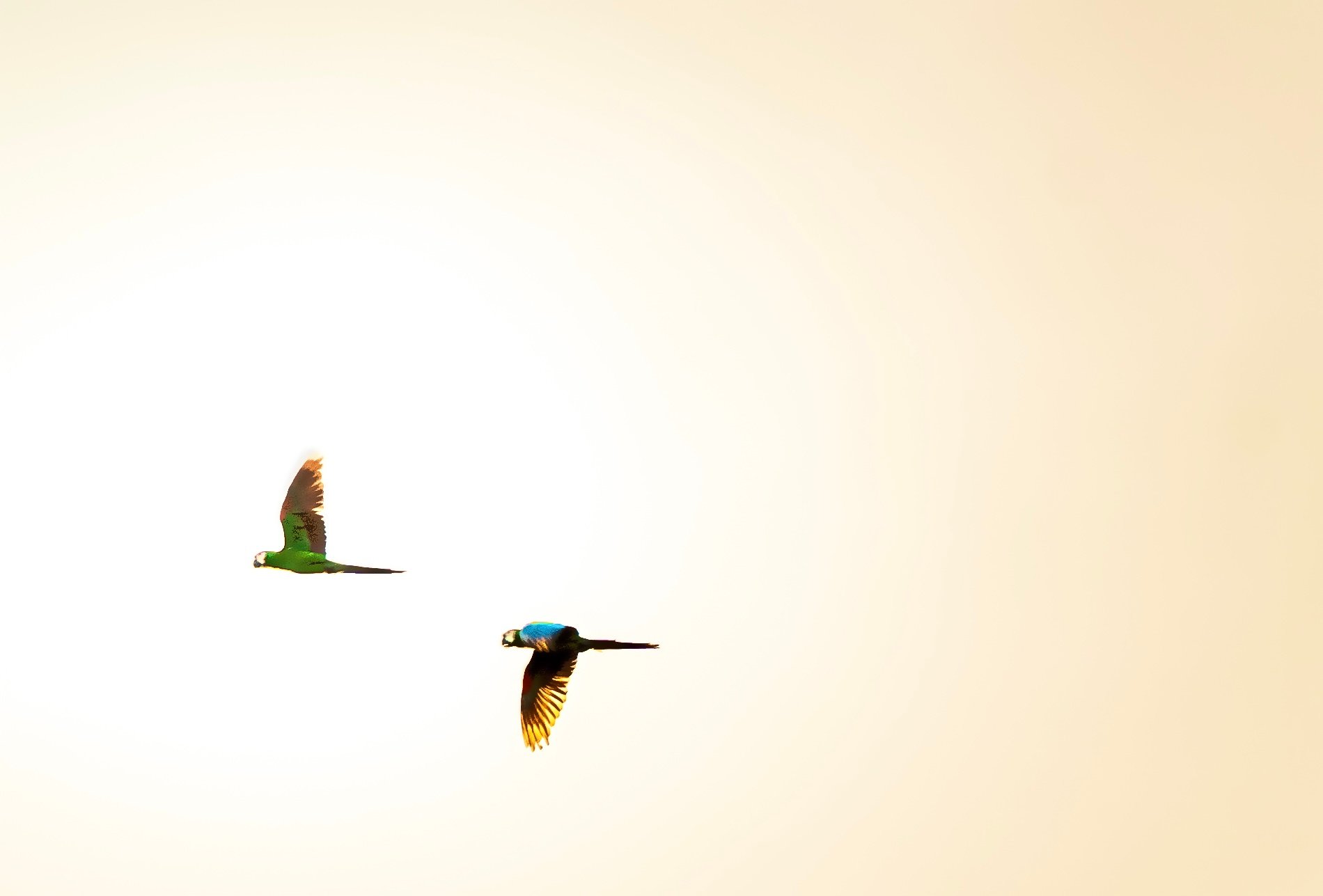 macaws in flight Amazon, blue and gold macaw, green macaw Amazon rainforest, Amazon parrots flying, Amazon bird photography, macaw pair flying, South America wildlife photography, tropical rainforest bird flight