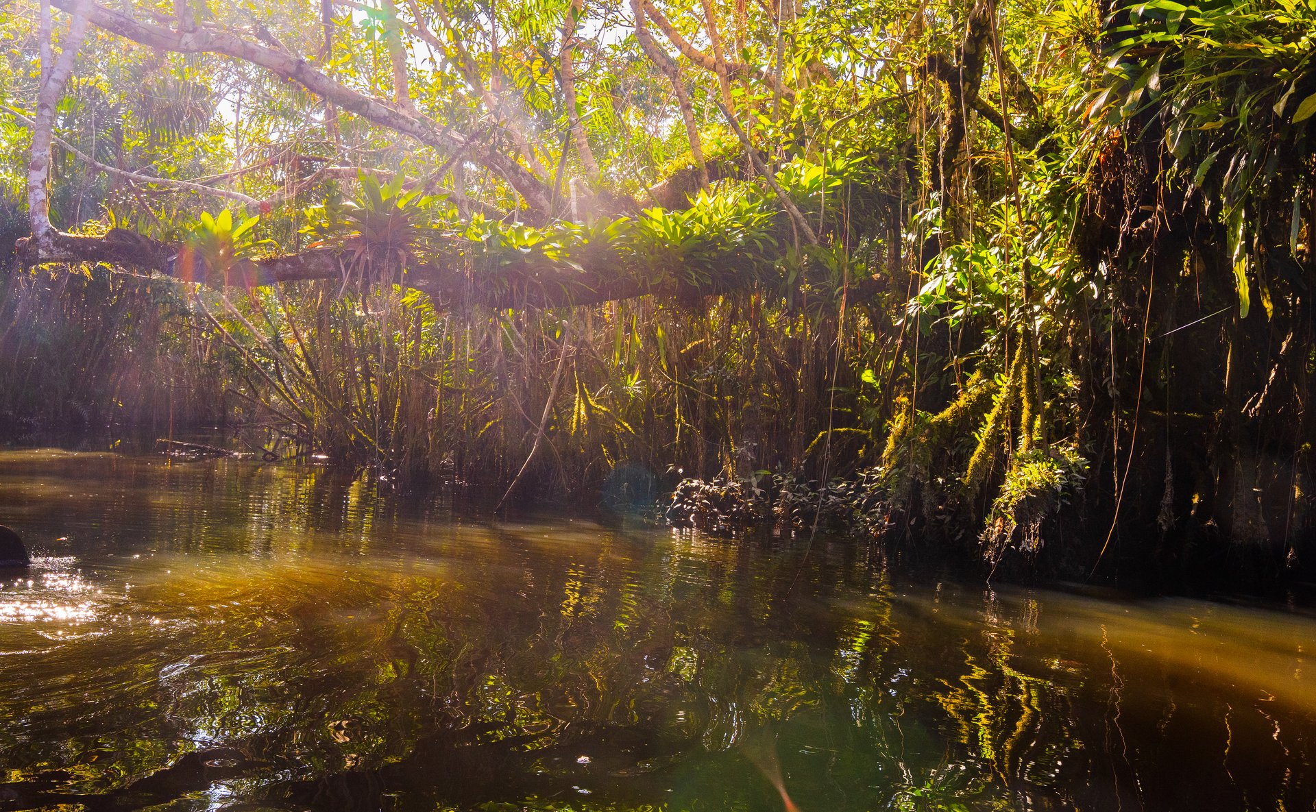 A low-angle landscape view looking across a dark, reflective river into a dense Ecuadorian Amazon jungle. Golden sunbeams cut through the thick canopy, illuminating tree branches covered in green bromeliads and hanging vines, creating a bright, sun-dappled reflection on the calm water's surface.