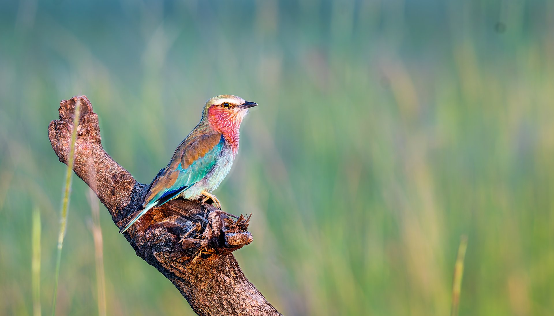 Colorful Lilac crested roller bird perched on a branch in a lush green environment.