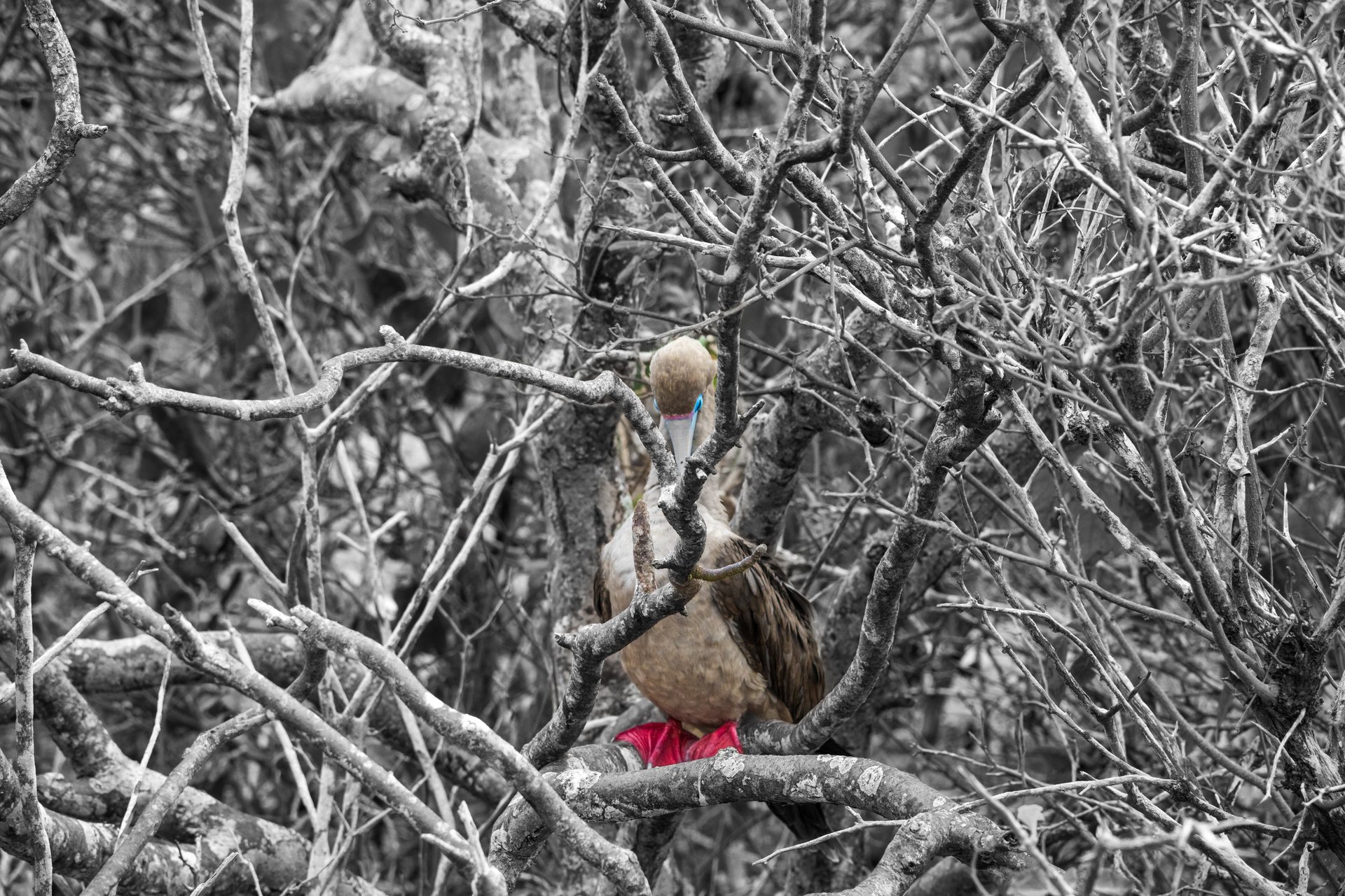 Red-footed booby hidden among tangled branches in the Galápagos Islands, with vivid red feet and subtle blue facial markings.