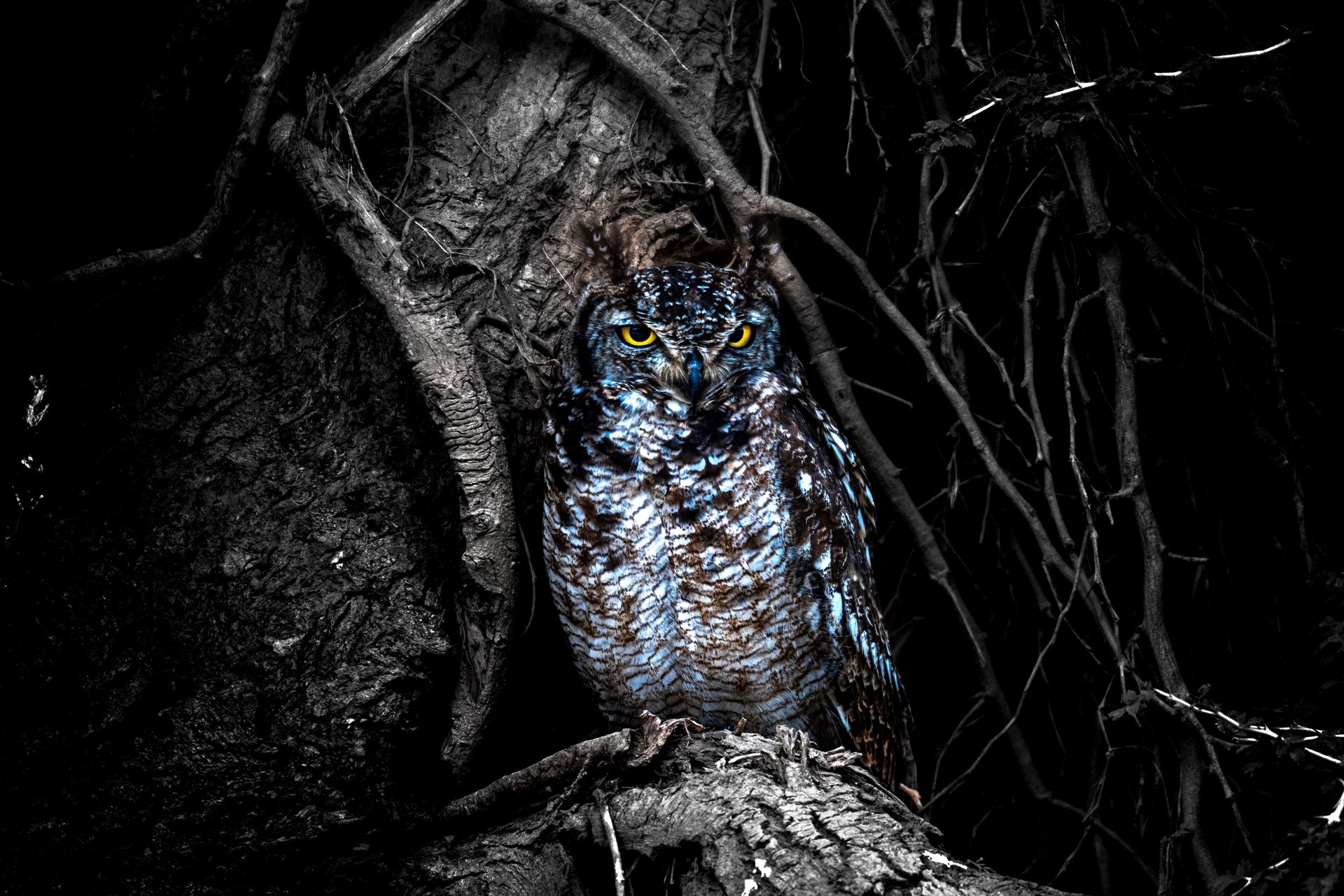 Great Horned Owl (Bubo virginianus) perched among dark tree trunks and tangled branches, its bright yellow eyes emerging dramatically from the shadowed forest.