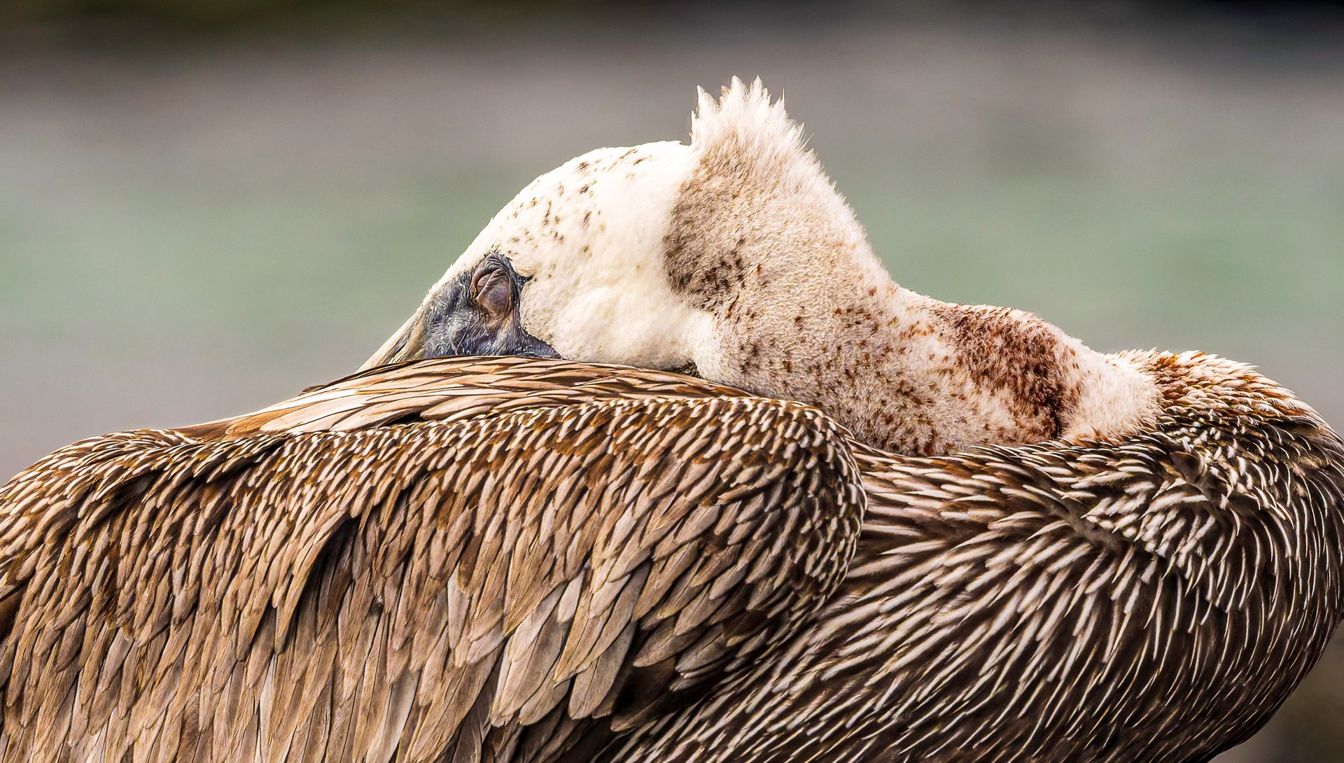 Galápagos brown pelican, sleeping pelican close-up, Galápagos wildlife photography, pelican feather detail macro, Ecuador birdlife, seabird portrait, Pelecanus occidentalis urinator, Galápagos Islands nature photography, endemic pelican subspecies, bird resting posture photography