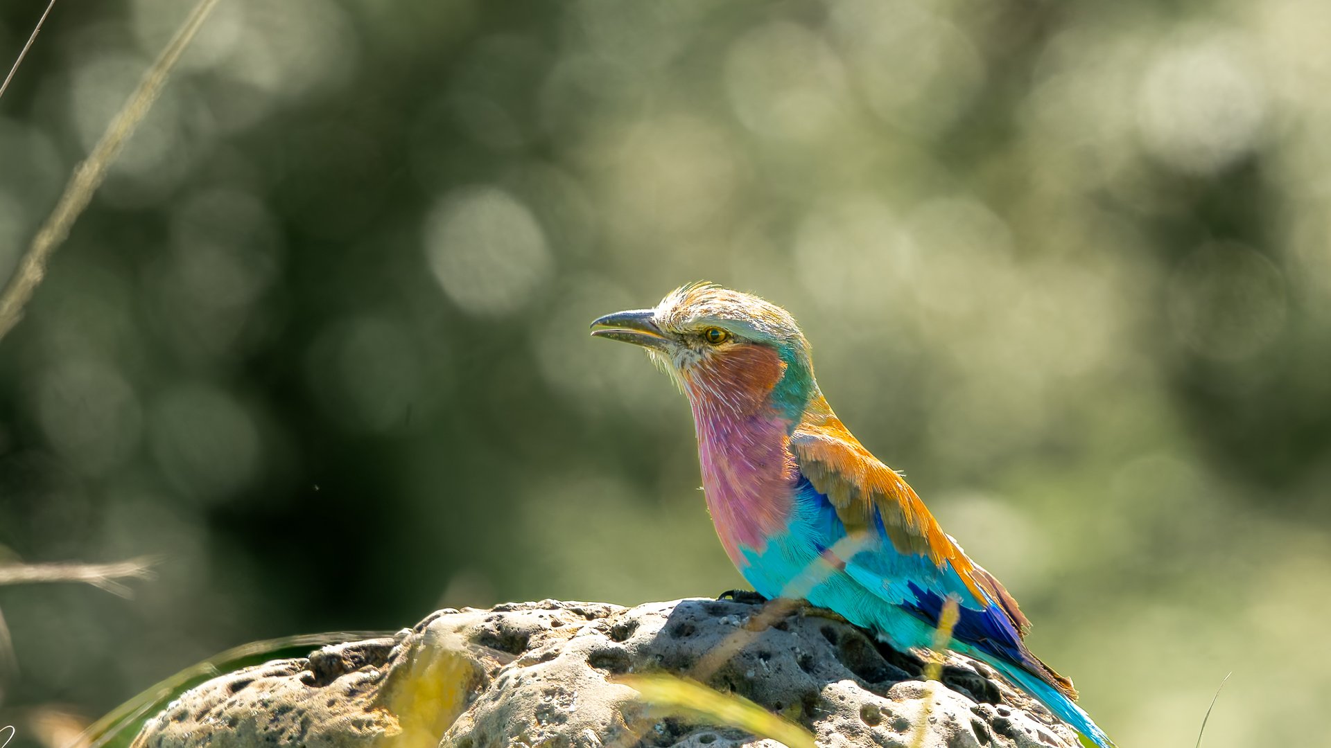 A colorful lilac breasted roller bird perched on a rock with a blurred green background.