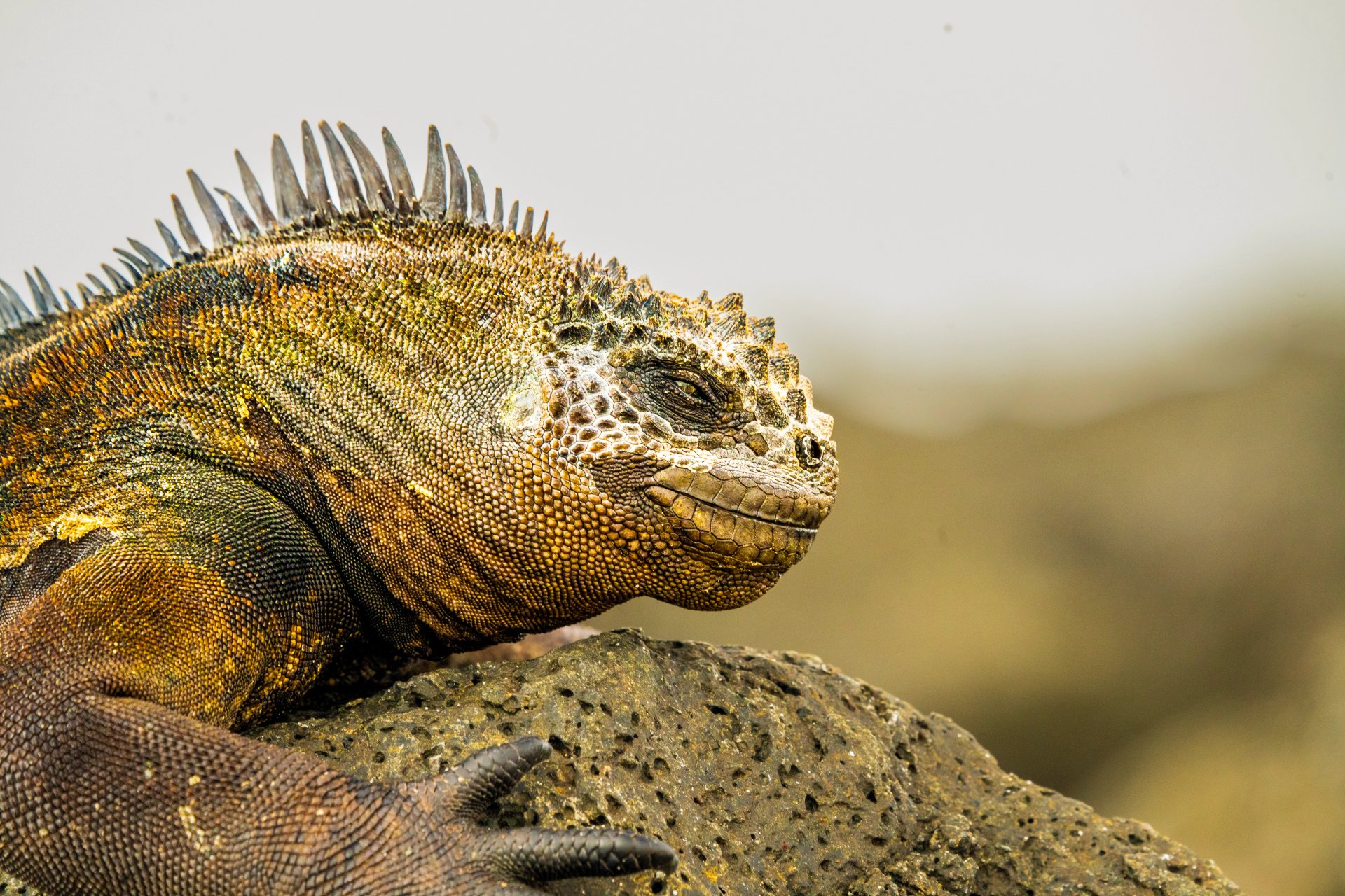 Close-up profile of a Galápagos land iguana (Conolophus subcristatus) resting on volcanic rock in the Galápagos Islands, showing its textured scales and prominent dorsal crest.wildlife photography, only sea-going lizard, iguana on volcanic rock, Ecuador reptile photography, Darwin's imps, marine iguana face, Galápagos Islands nature photography