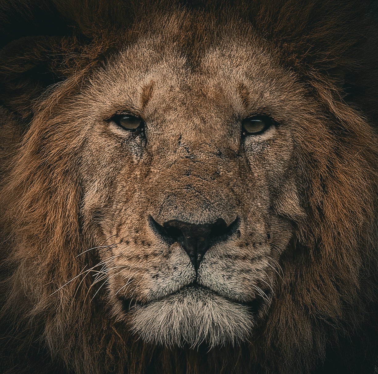 Close-up portrait of an adult male African lion with a dark mane, textured face and steady gaze emerging from a shadowed background.