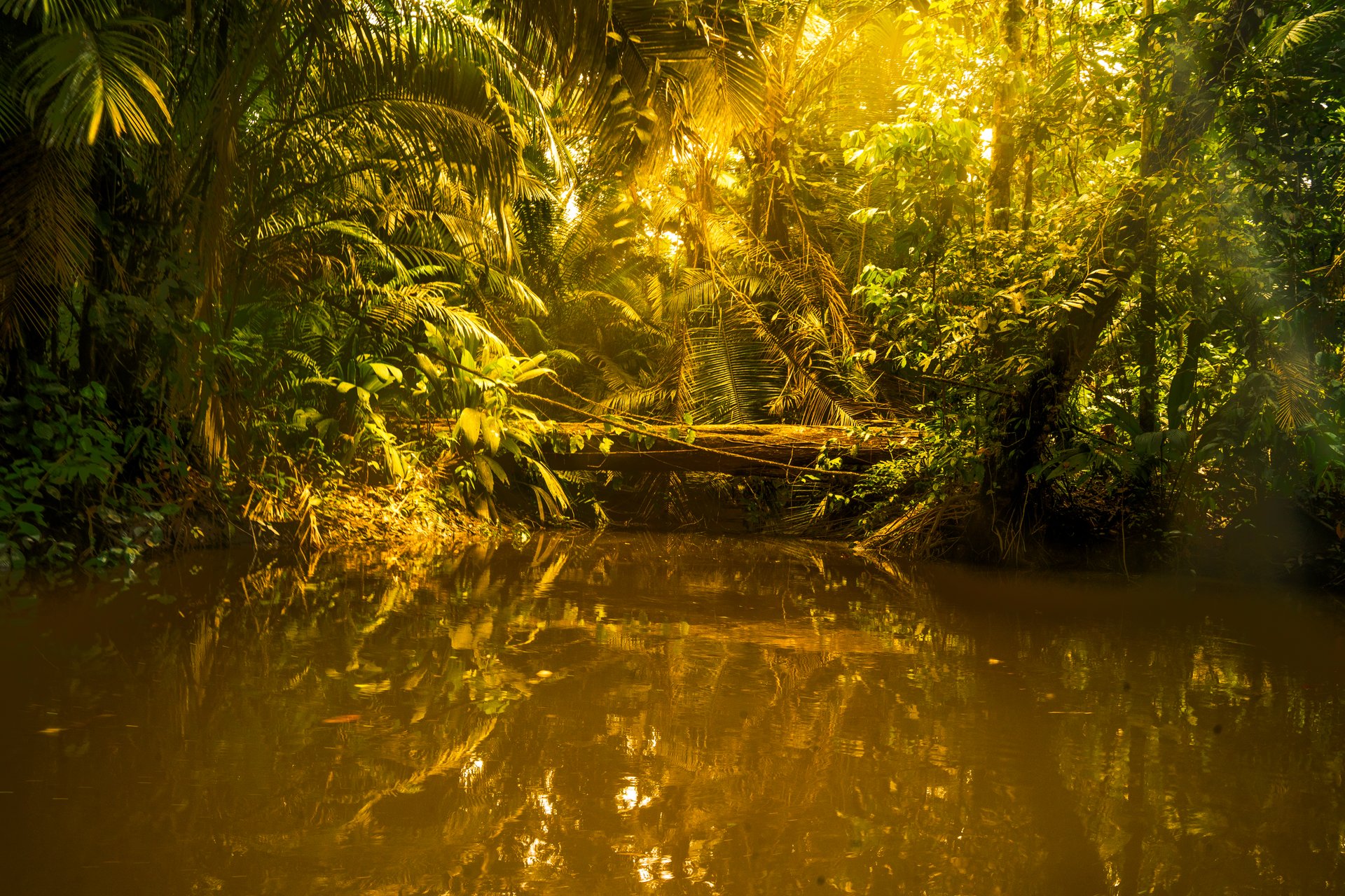 Golden-hour sunlight illuminating a tropical rainforest waterway surrounded by dense vegetation and palm trees in the Ecuadorian Amazon.