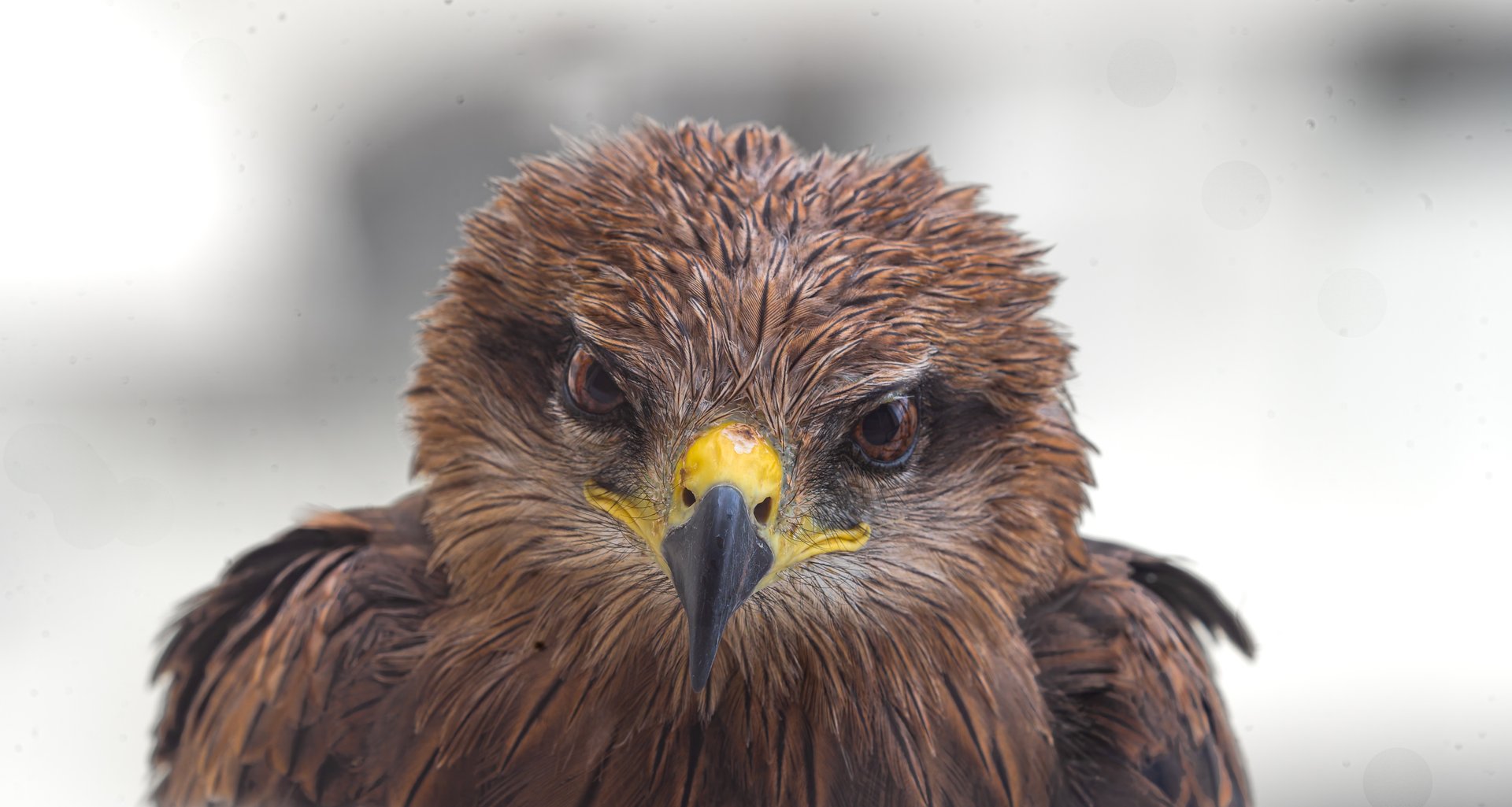 spotted or golden eagle