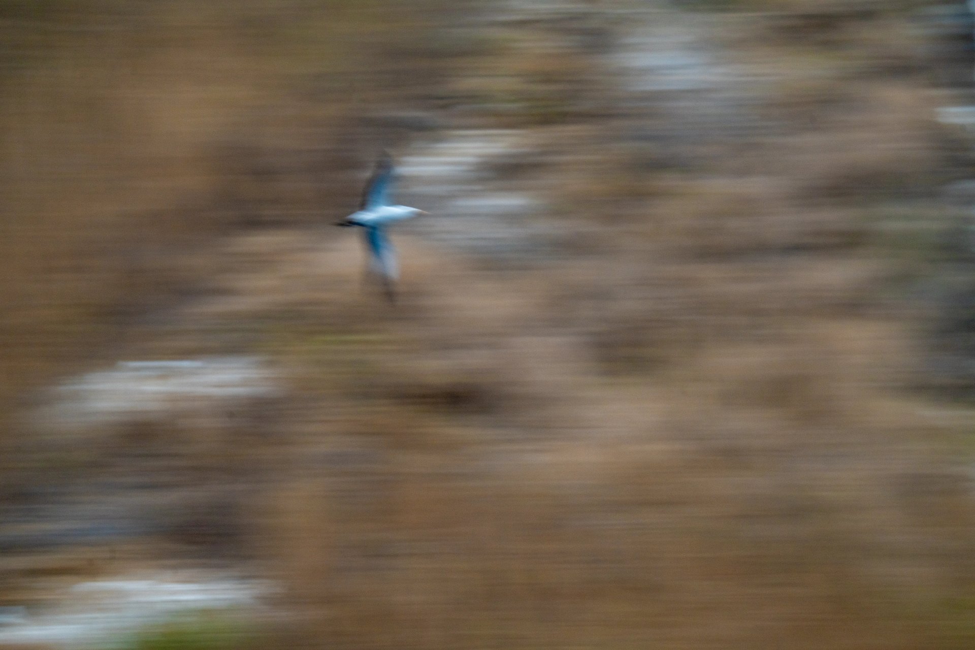 Bird in flight captured with intentional motion blur across the Galápagos landscape in Ecuador.