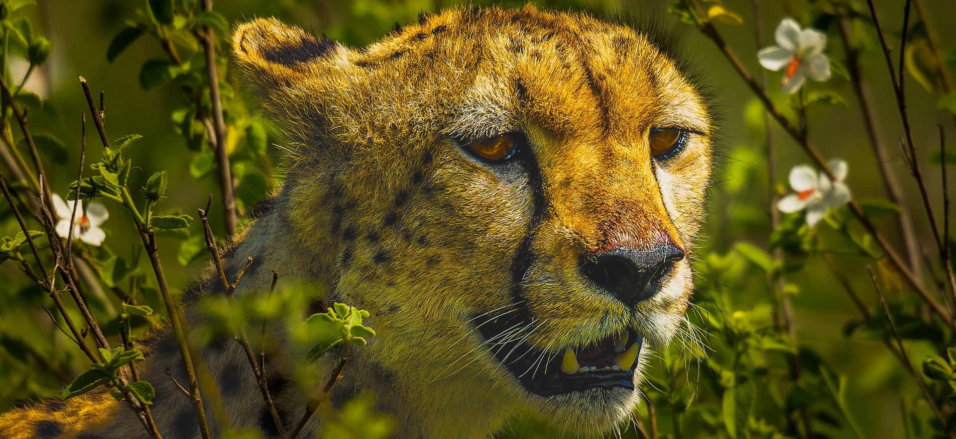 Cheetah partially concealed among lush green vegetation and small white wildflowers, its golden face and distinctive black tear markings illuminated by warm natural light.