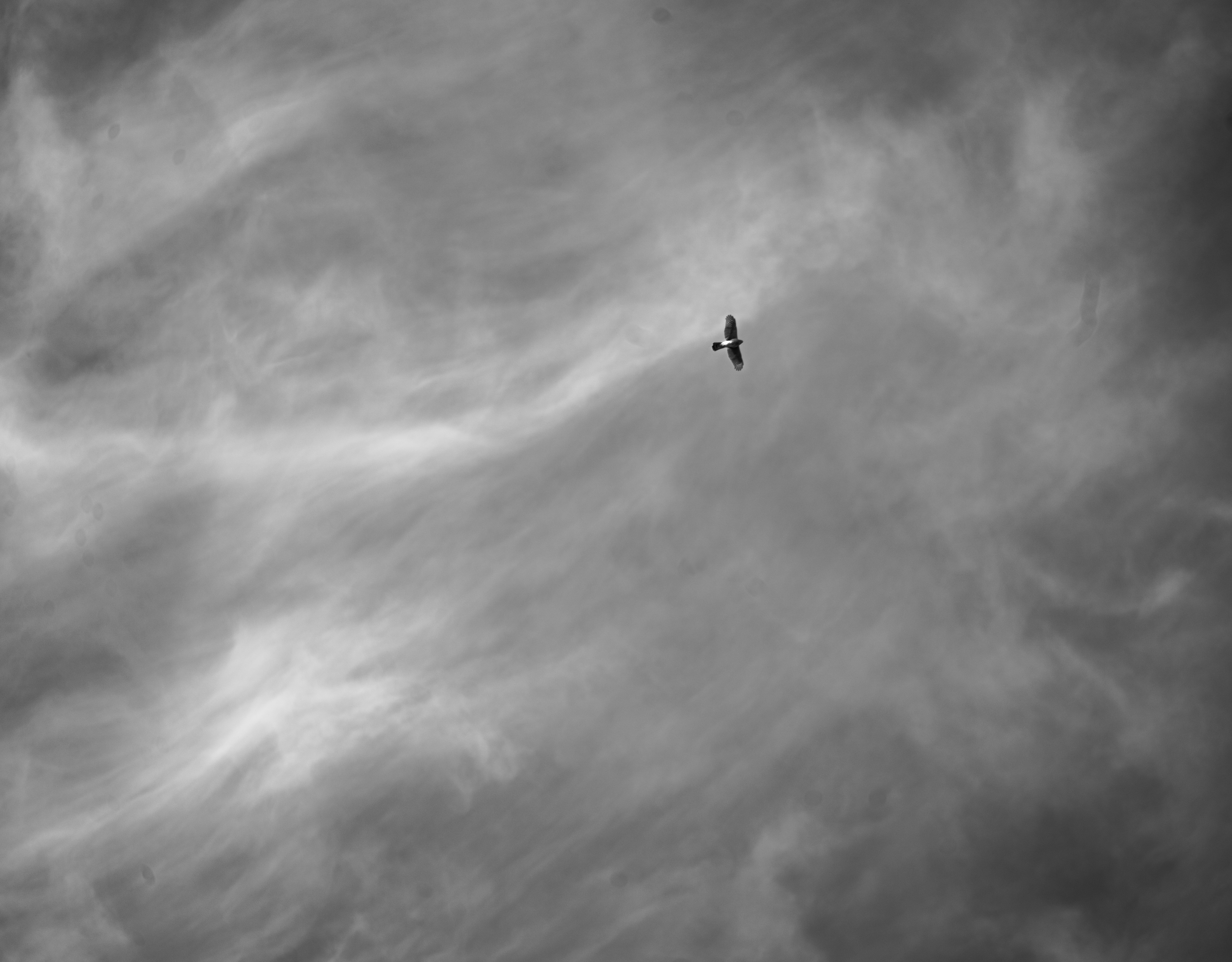 bird in clouds calm peace lonely