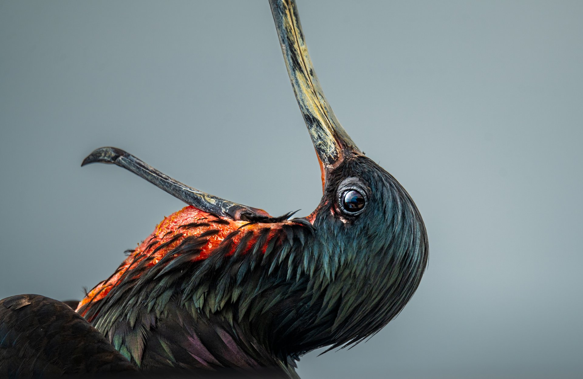 Close-up of a male frigatebird with head thrown back, iridescent black feathers, hooked beak, and red throat pouch, photographed in the Galápagos Islands.