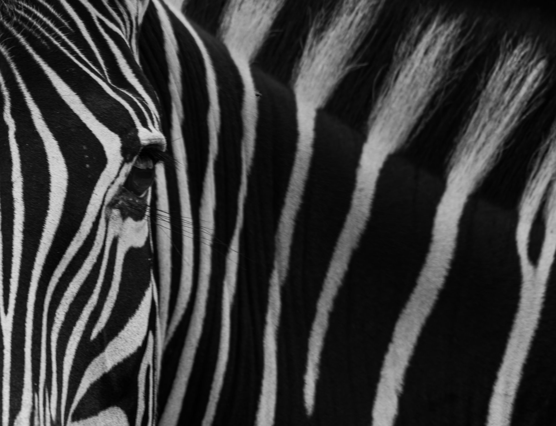 Close-up of a zebra's face showcasing its striking black and white stripes.
