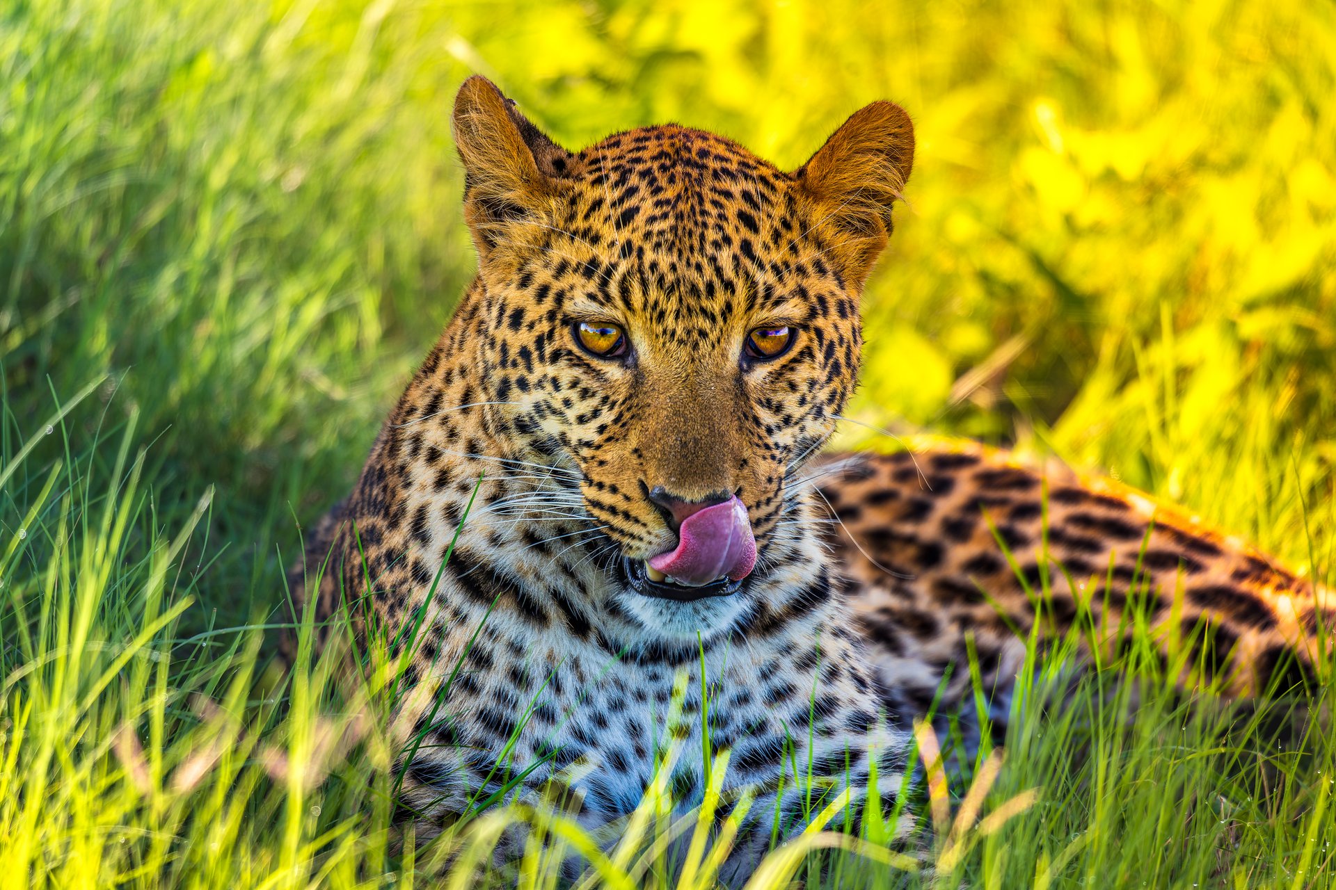 Leopard Okavango Delta Safari