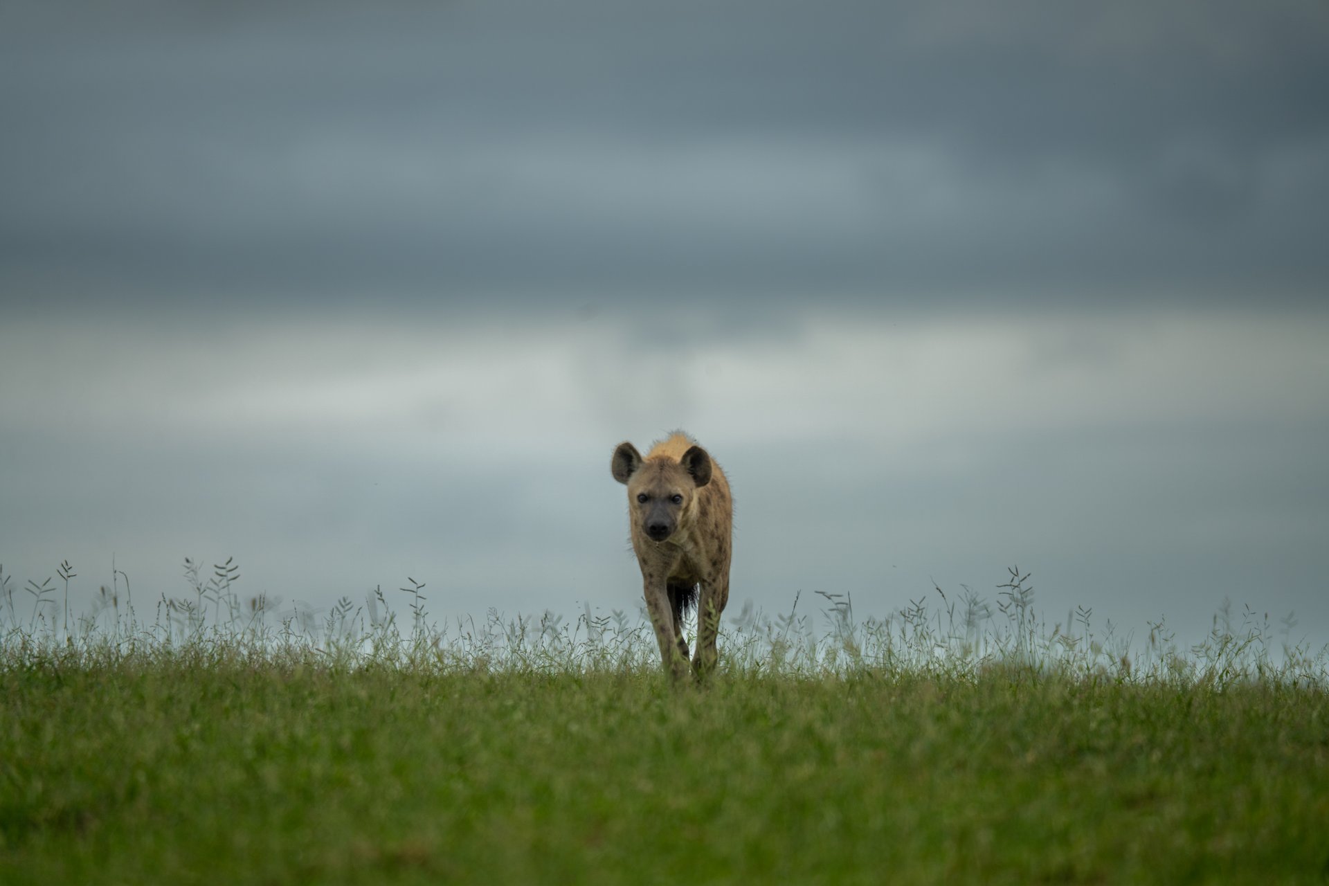 Hyena Road