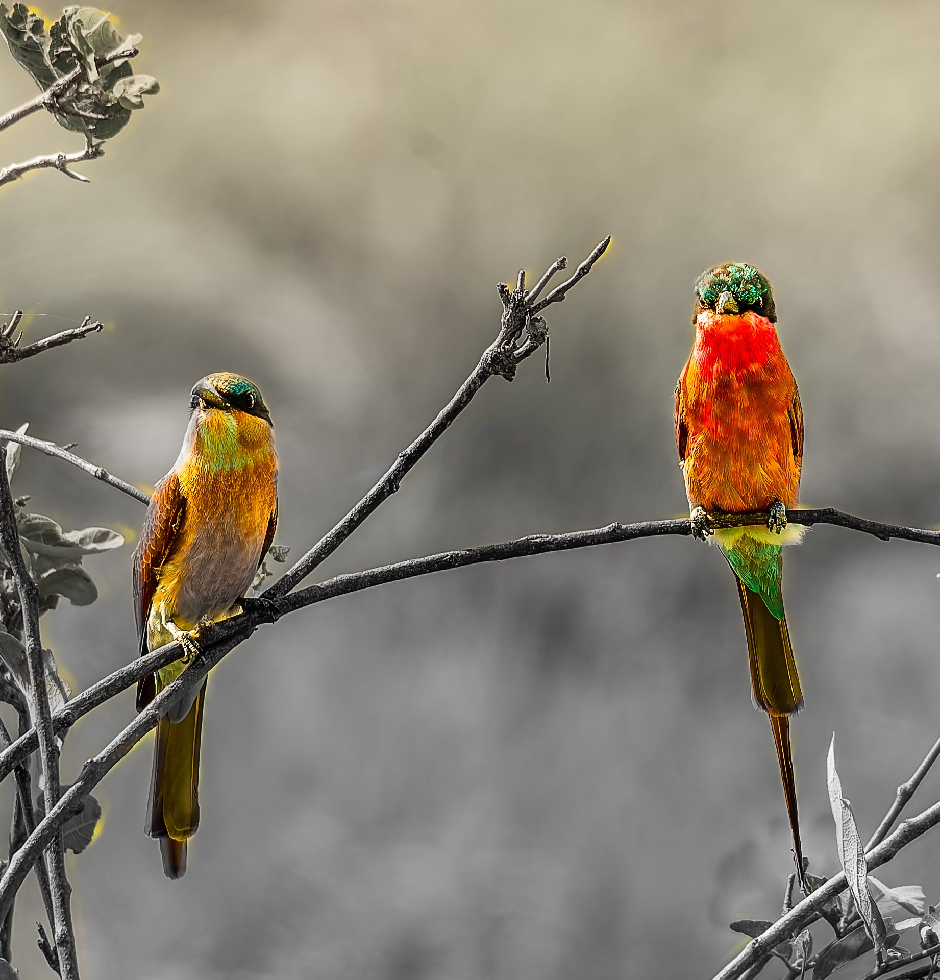 Two colorful carmine bee eater birds perched on a branch, showcasing vibrant plumage against a blurred background.