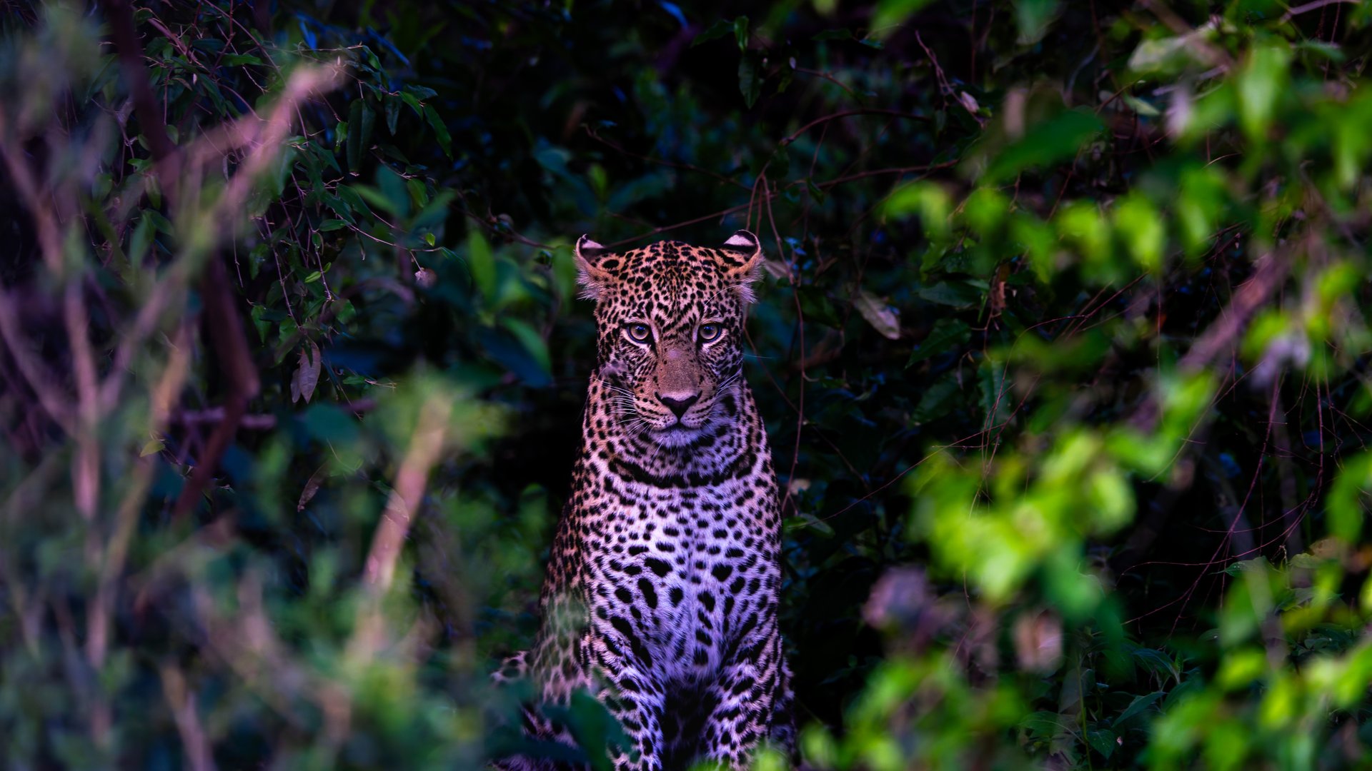 Color leopard in black and white forest masai mara