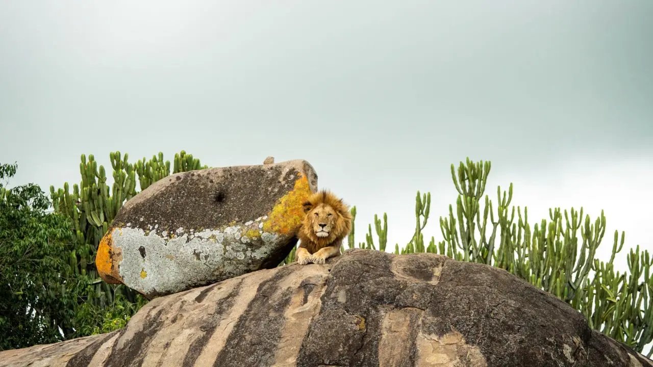 Lion on a rock surveying the land