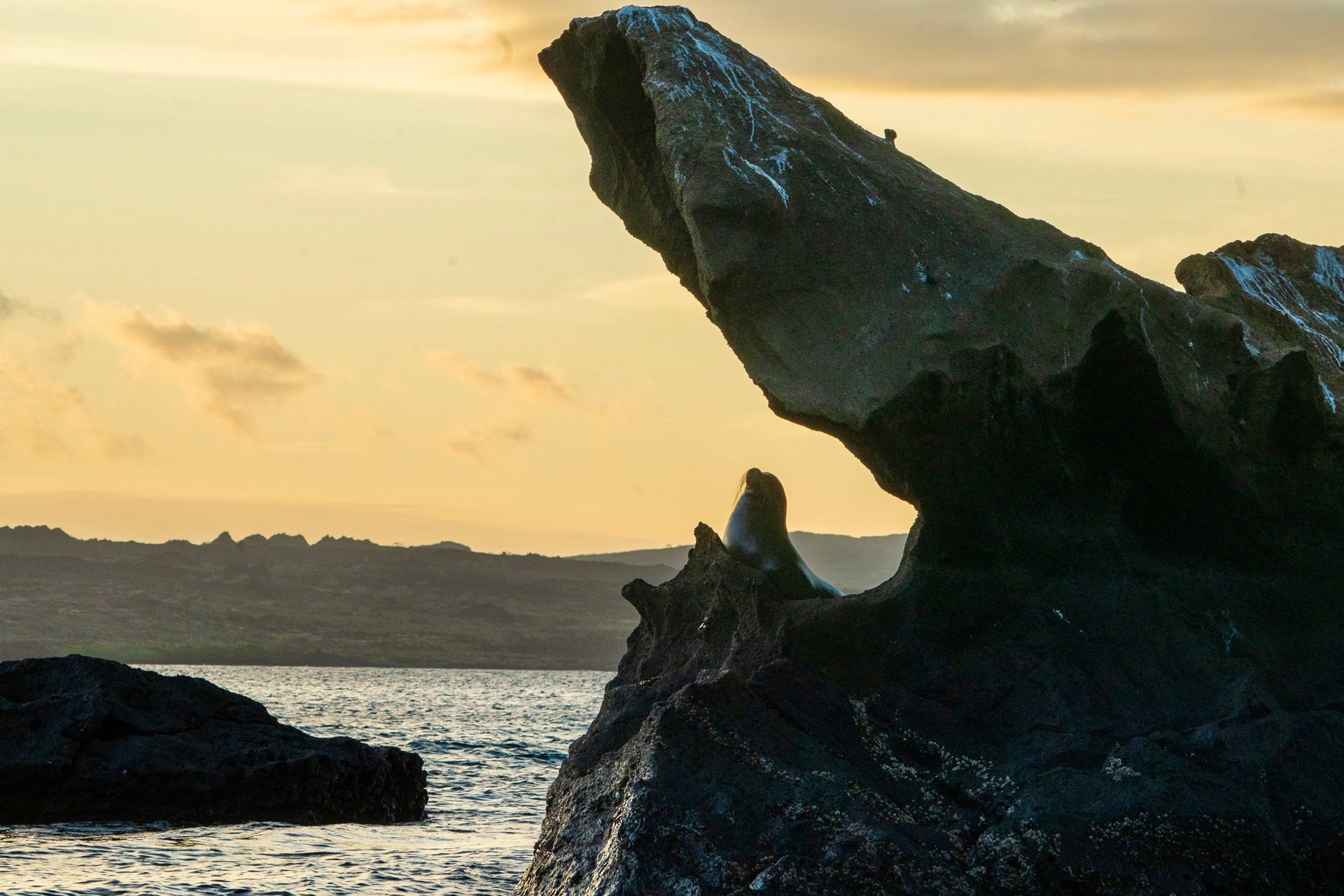 Galápagos sea lion sunset silhouette, sea lion on lava rock, Zalophus wollebaeki, Galápagos rock arch, volcanic coastline Galápagos, Galápagos wildlife photography, Ecuador sunset landscape, sea lion silhouette photography, Galápagos Islands nature photography