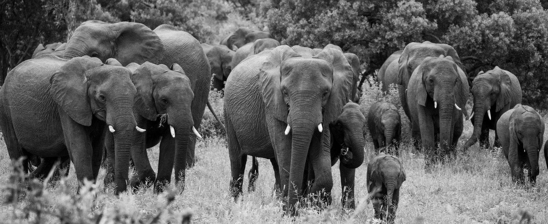 Large Elephant herd, Elephant baby